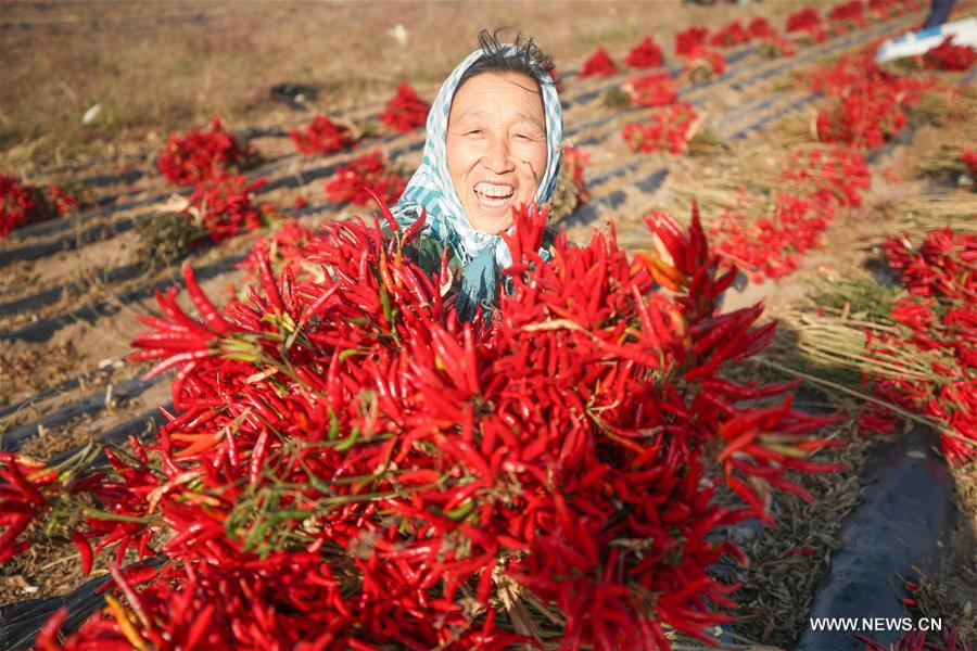 How the chilli pepper has set fire to the internet in china
