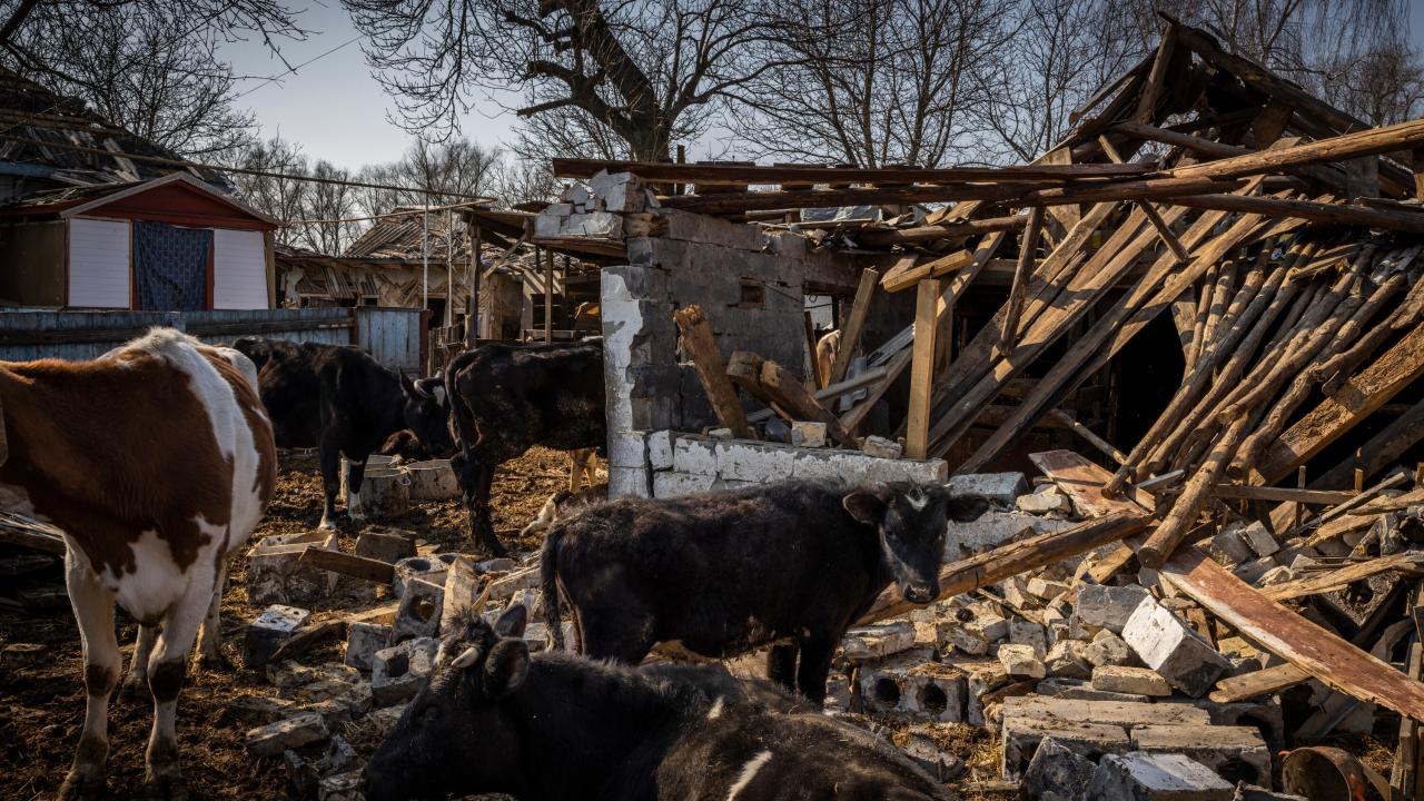 How ukrainian farmers are using the cover of war to escape taxes