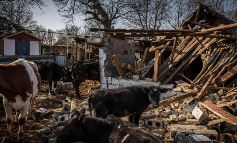 How ukrainian farmers are using the cover of war to escape taxes