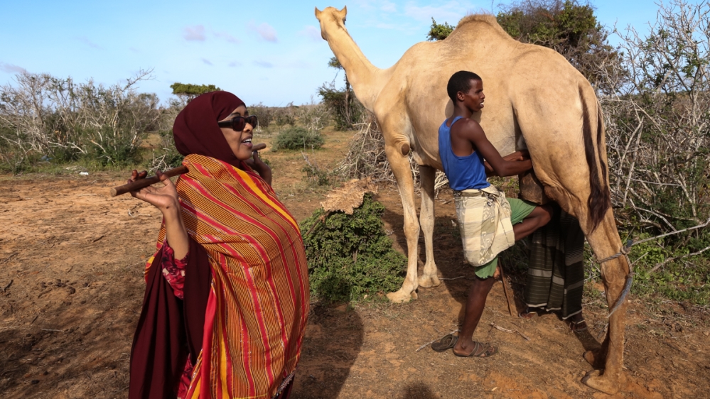 Somalilands camel herders are milking it