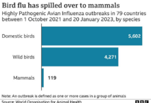 Dicky birds will avian flu cause the next pandemic