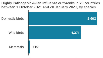 Dicky birds will avian flu cause the next pandemic