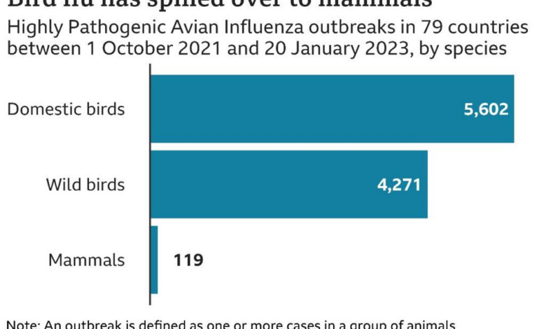 Dicky birds will avian flu cause the next pandemic