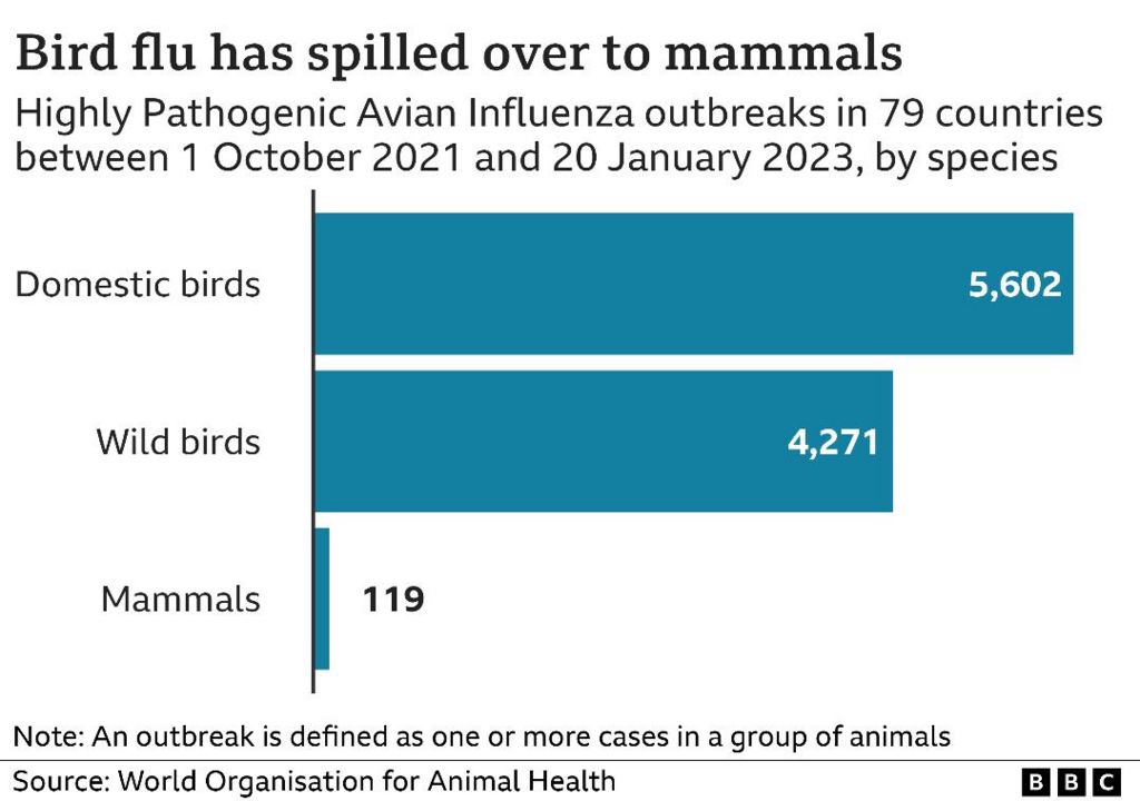 Dicky birds will avian flu cause the next pandemic