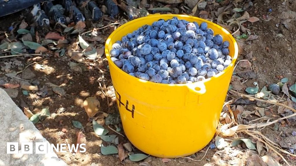 The sweet story of perus blueberry boom