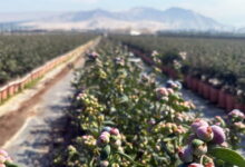 The sweet story of perus blueberry boom