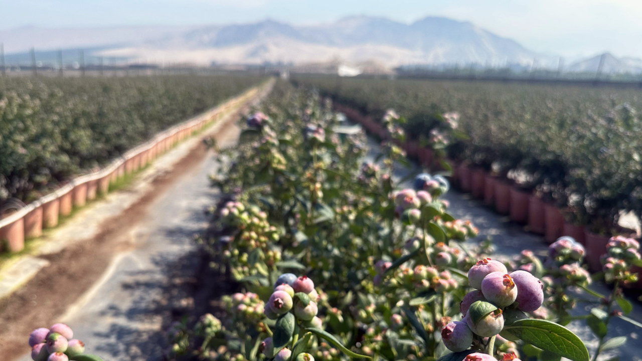 The sweet story of perus blueberry boom