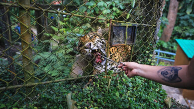 The drug lords side hustle smuggling macaws jaguars and frogs