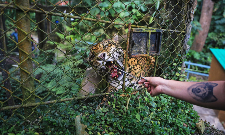 The drug lords side hustle smuggling macaws jaguars and frogs