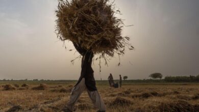 Climate change casts a shadow over britains biggest food export