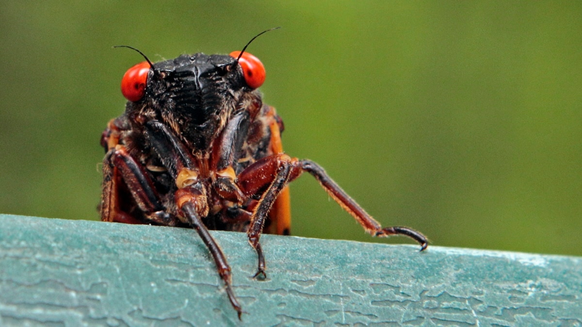 Hordes of cicadas are emerging simultaneously in america