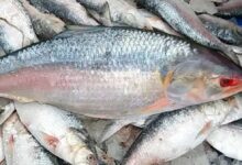 What ilish a fish says about india bangladesh relations