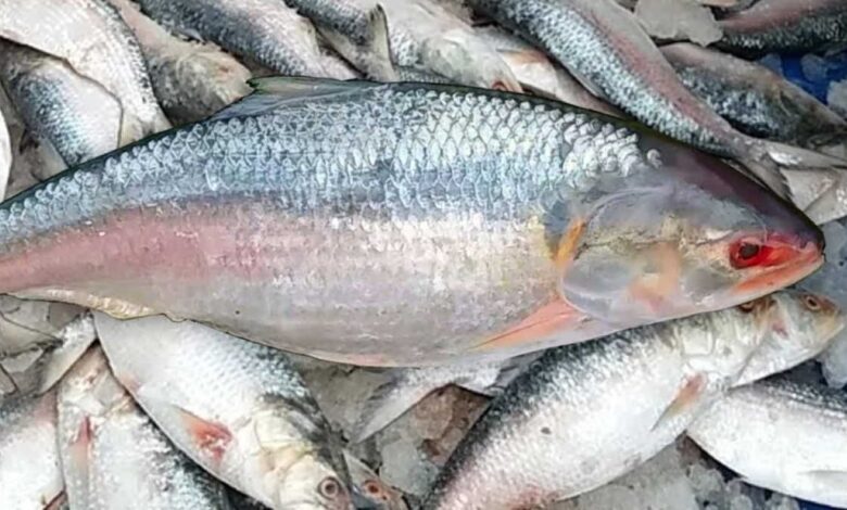 What ilish a fish says about india bangladesh relations