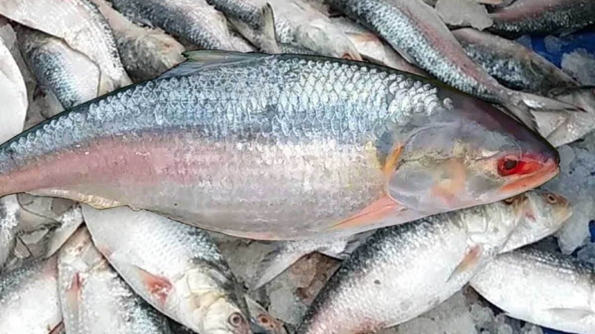 What ilish a fish says about india bangladesh relations