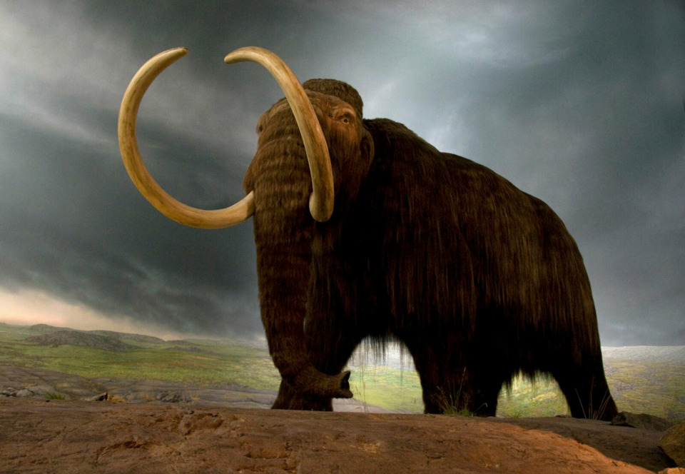 How the last mammoths went extinct