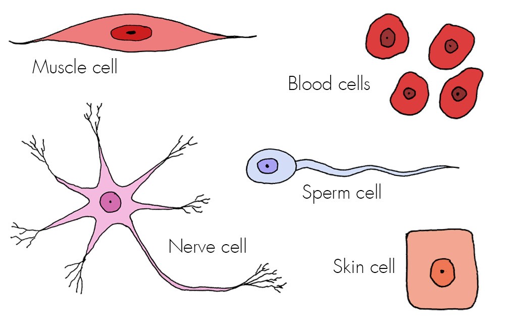 Scientists are building a catalogue of every type of cell in our bodies