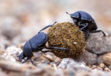 The noisome economics of dung beetles