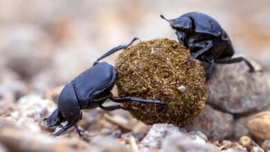 The noisome economics of dung beetles