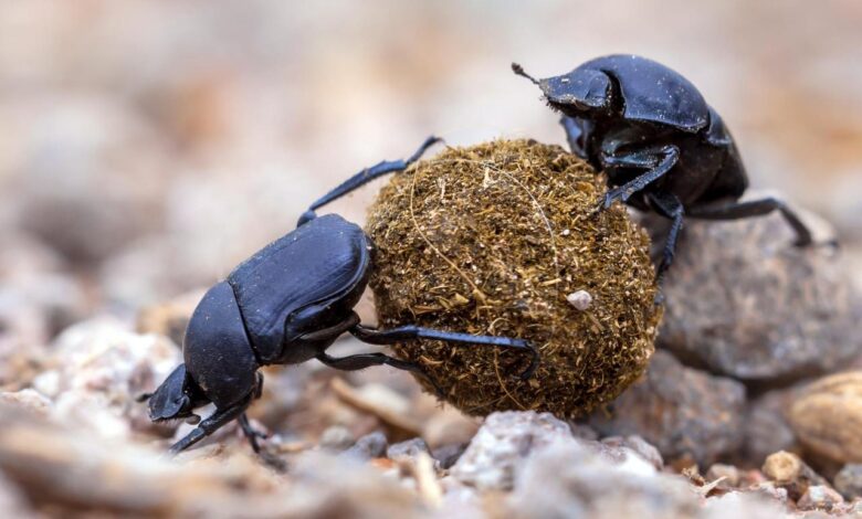 The noisome economics of dung beetles