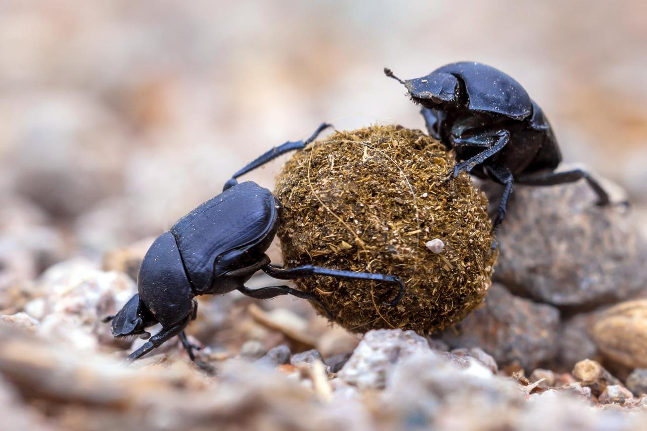 The noisome economics of dung beetles