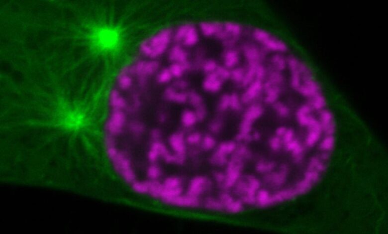 Freeze dried chromosomes can survive for thousands of years