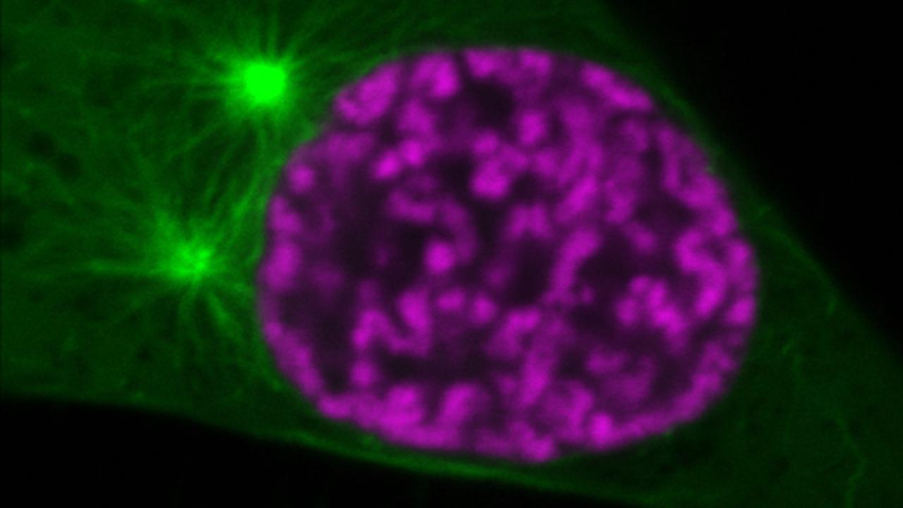 Freeze dried chromosomes can survive for thousands of years