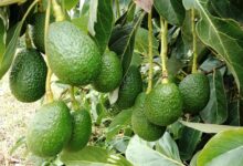 Why avocados are driving another sort of green economy in kenya