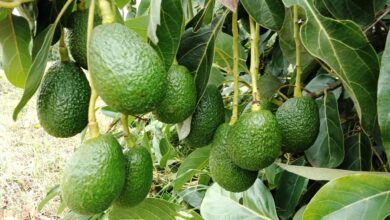 Why avocados are driving another sort of green economy in kenya