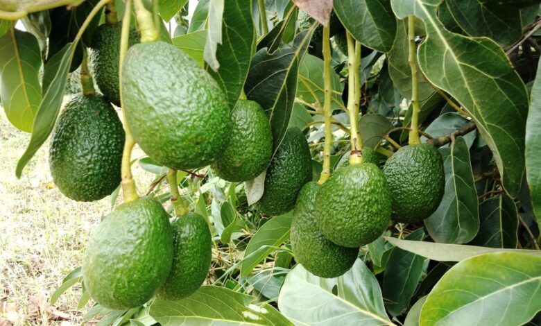 Why avocados are driving another sort of green economy in kenya