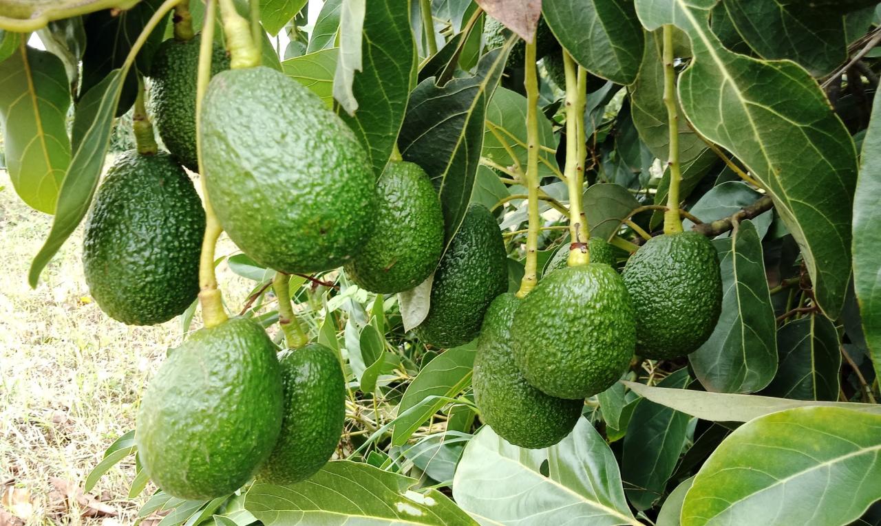 Why avocados are driving another sort of green economy in kenya