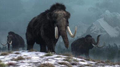 Mammoth woolly tusk mammoths extinction wooly arctic took skeletons