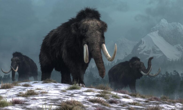 Mammoth woolly tusk mammoths extinction wooly arctic took skeletons