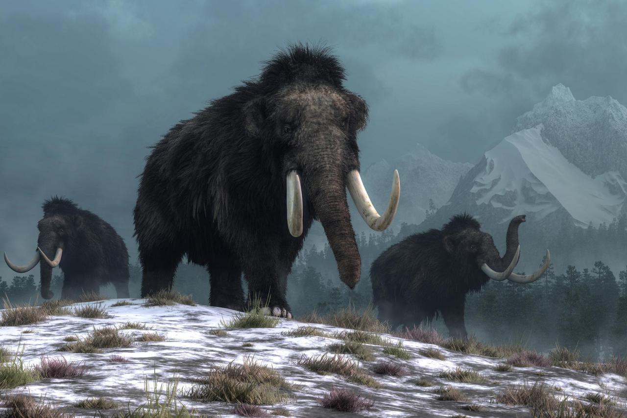 Mammoth woolly tusk mammoths extinction wooly arctic took skeletons