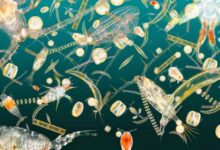 Plankton are much more interesting than you might think