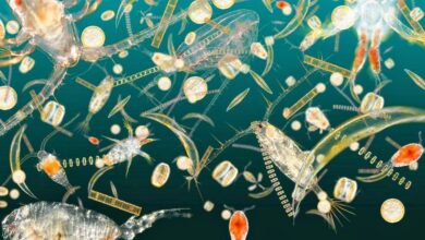 Plankton are much more interesting than you might think