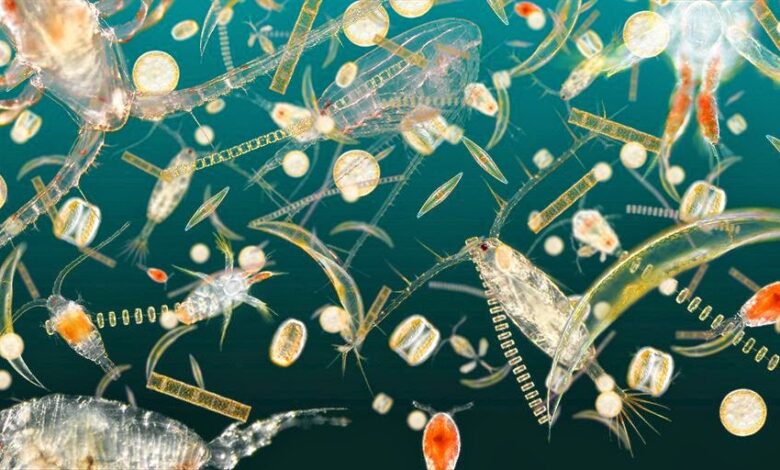 Plankton are much more interesting than you might think