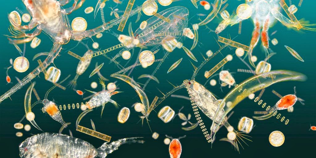 Plankton are much more interesting than you might think