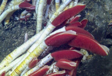 Tubeworms live beneath the planetary crust around deep sea vents