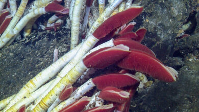 Tubeworms live beneath the planetary crust around deep sea vents