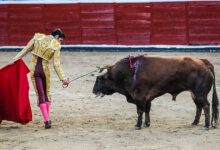 Bullfighting is under attack