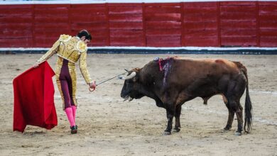 Bullfighting is under attack