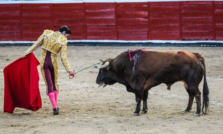 Bullfighting is under attack