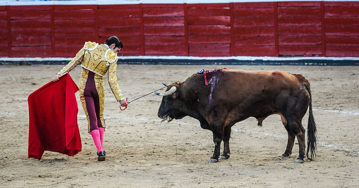 Bullfighting is under attack