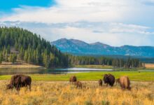 Montanans are ready for yellowstone to end