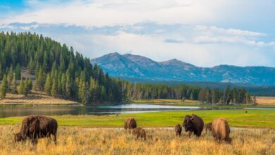 Montanans are ready for yellowstone to end