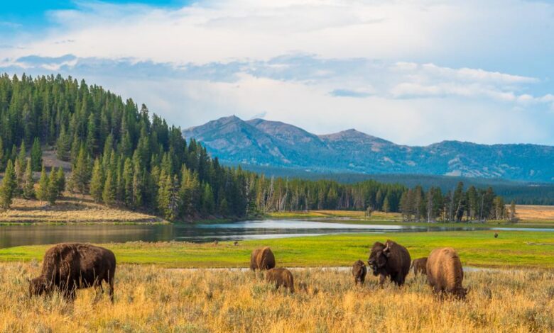 Montanans are ready for yellowstone to end