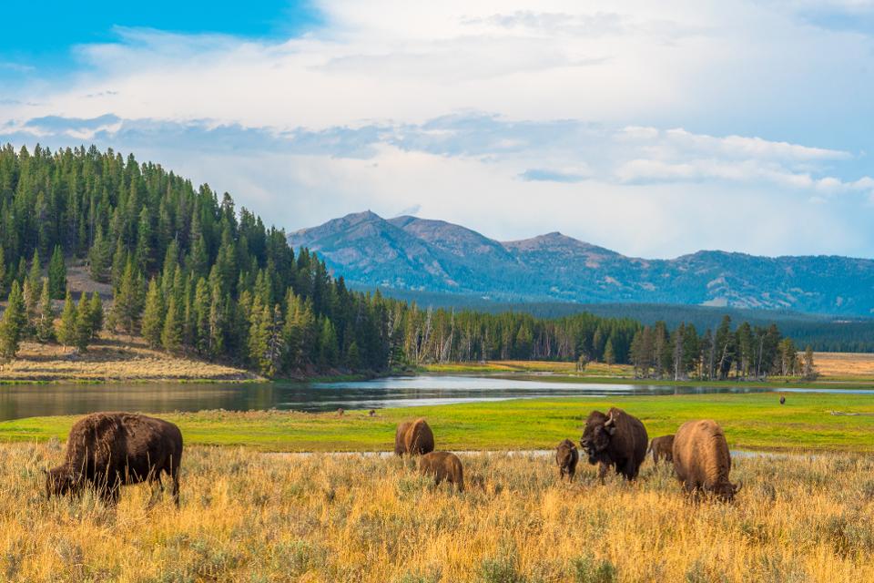 Montanans are ready for yellowstone to end