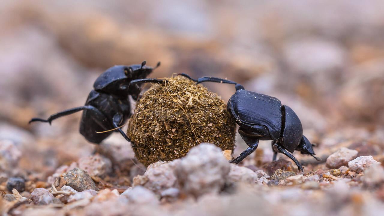 The noisome economics of dung beetles