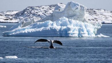 How the world lines up from wars to whales