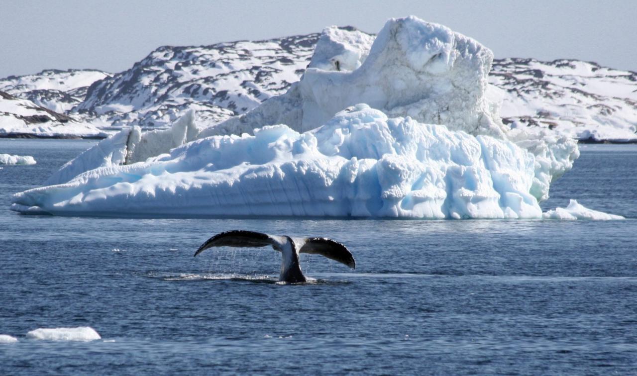 How the world lines up from wars to whales